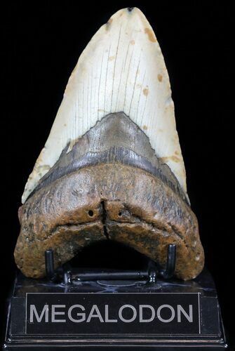 Robust, Megalodon Tooth - North Carolina #59030